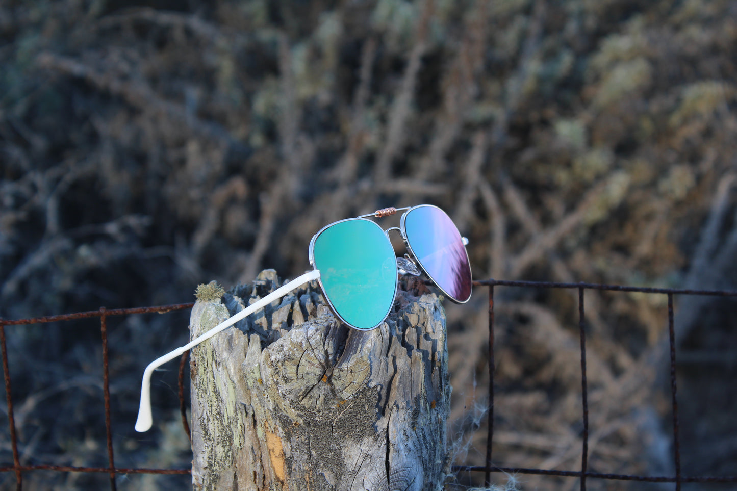 Blonde Coil Eyed Sunglasses